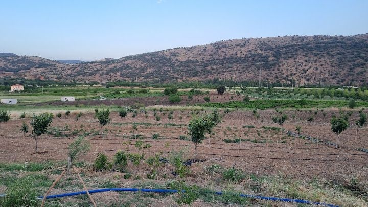 Gölbaşı Cennet Hurması