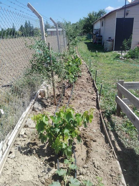 Gülmezler Bahçe