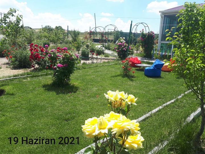 Habibo's Garden