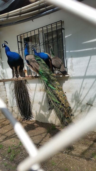 Halaslar Kıraathanesi