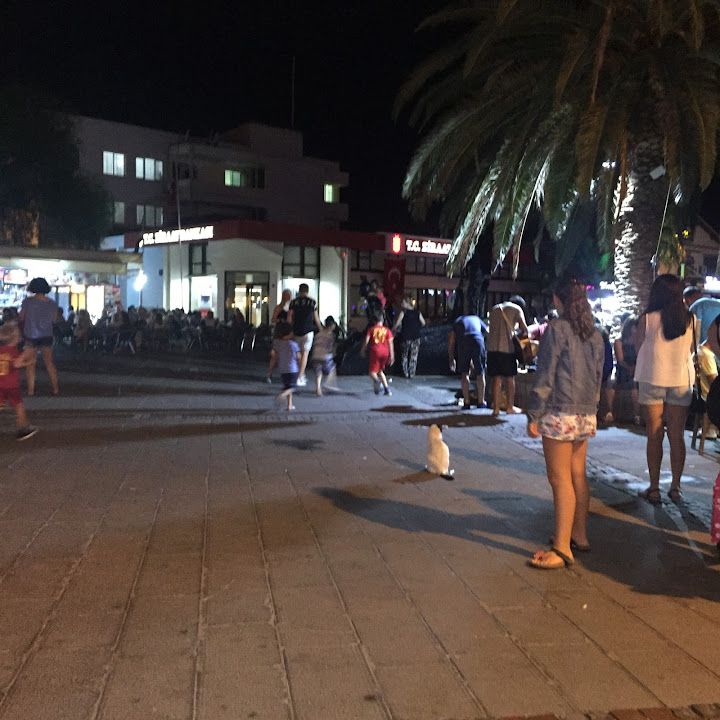 Kafe Palmiye