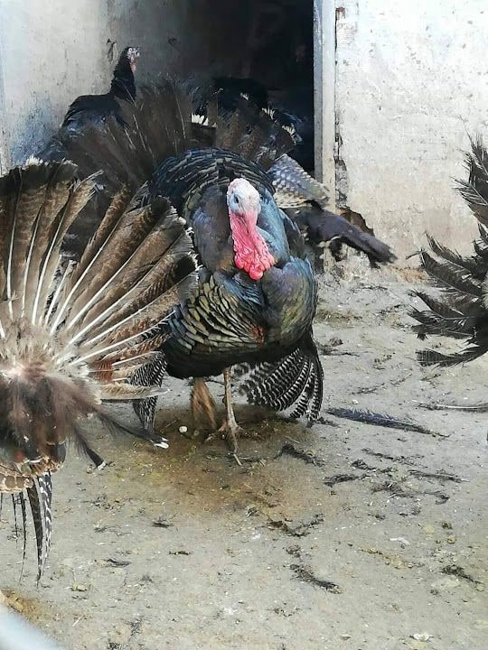 Kanatlı Dünyası. *izzet Keskin*