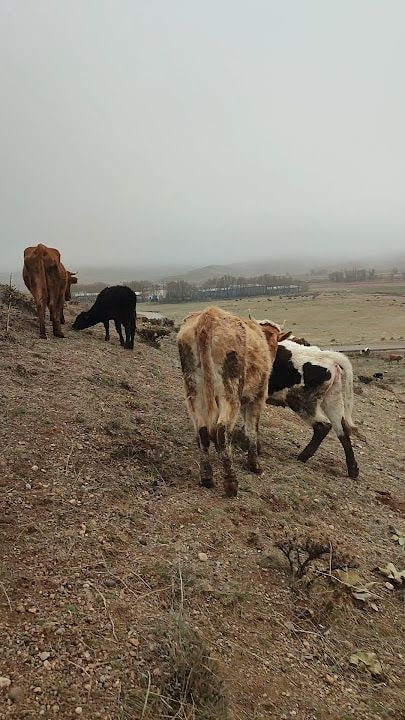Karakaya Cifligi
