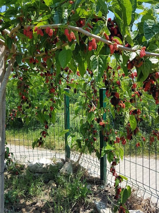 Kaşoba Coşkun Konağı