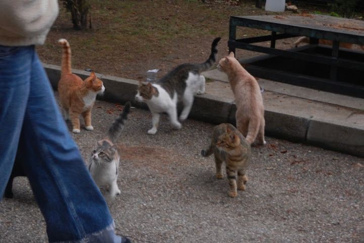 Kedi Yemekhanesi