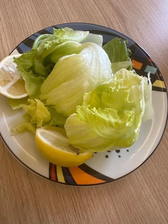Komagene Etsiz Çiğ Köfte