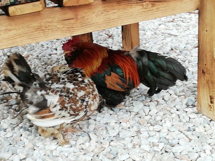 Konyalılar Dinlenme Tesisi