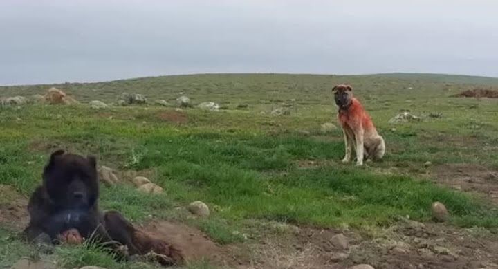 Küçük Ağa Enes Çıftlığı