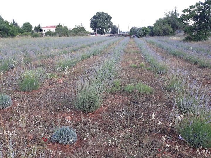 Lavanta Yolu