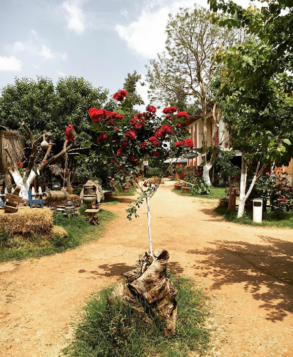 Fotoğraf 8