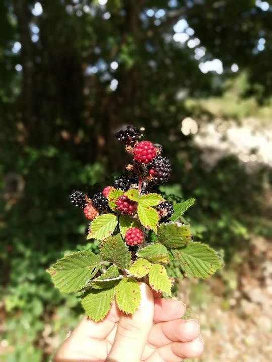 Nıhale Tille