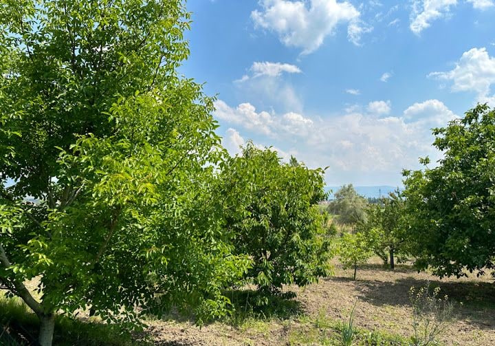 Ocak Çiftliği