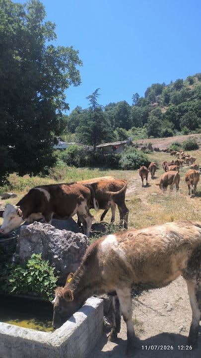 Özek Yaylası
