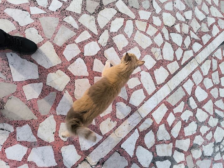 Sarı Kedi Cinavar