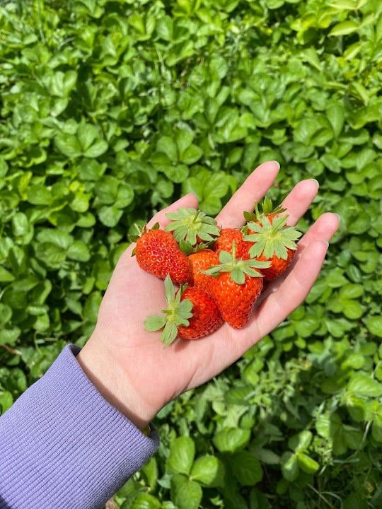 Selami Adıgüzel’in Bağ Evi