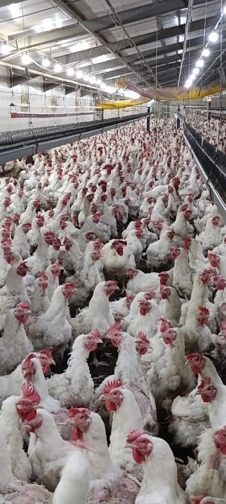 Şentepe Aspava