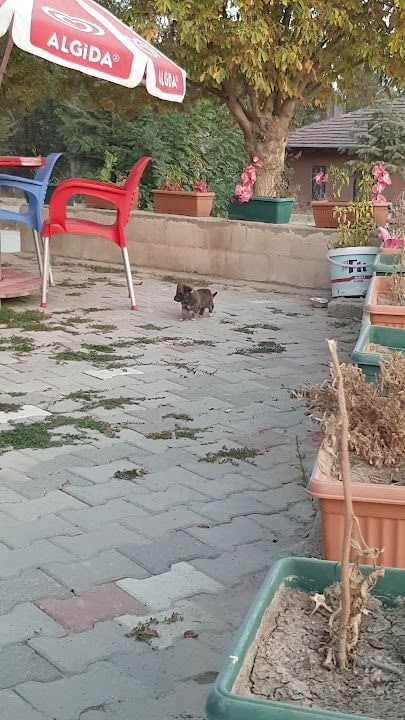 Fotoğraf 3