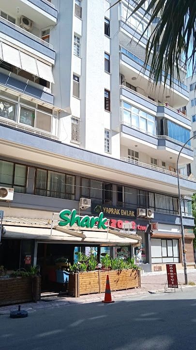 Shark Cafe 2