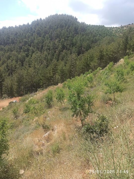 Uguray Bademlik