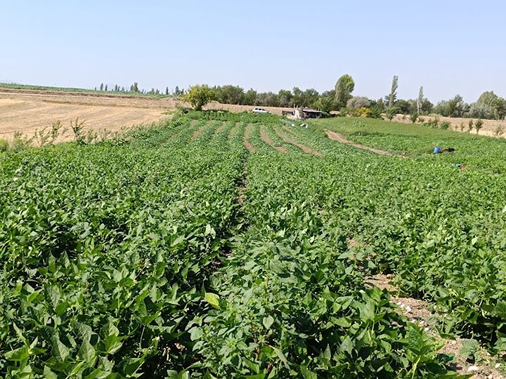 Yeşil Vadi