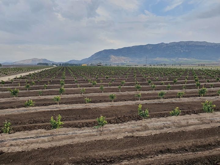 Yıldırım Narenciye Bahçesi