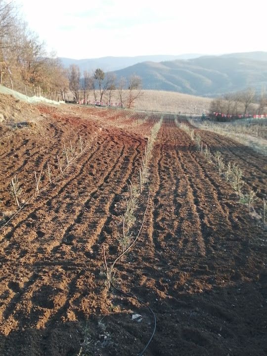 Zeytinli Bahçe Soğukkuyu