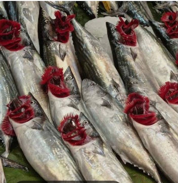 Zorlu Balıkçılık Elmadağ