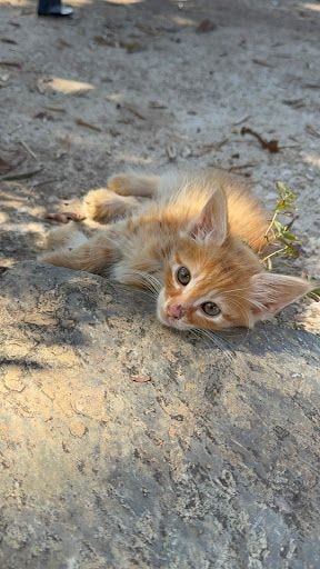 Yorum fotoğrafı 6