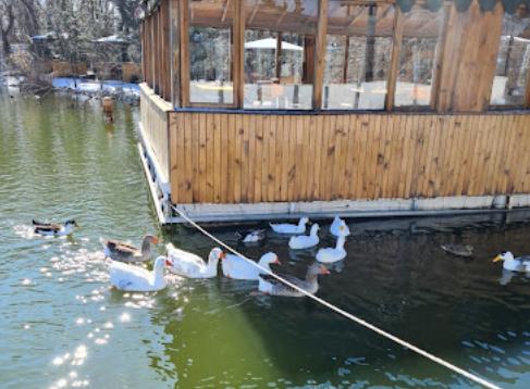 Yorum fotoğrafı 5