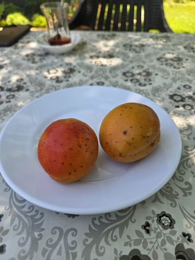Fotoğraf 14