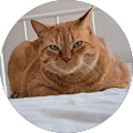 Ginger