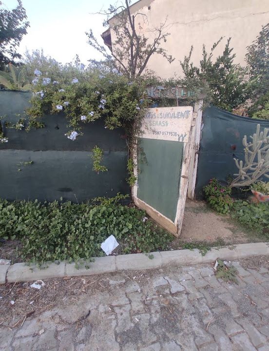 Kaktüslent Gökçeada