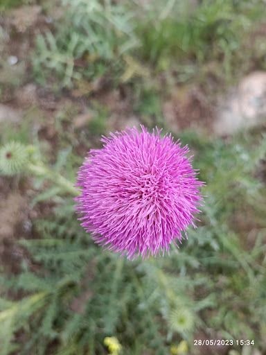 Yorum fotoğrafı 8