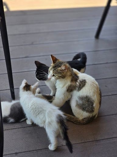 Fotoğraf 20