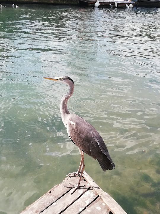 Fotoğraf 52