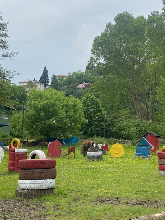 Yorum fotoğrafı 3