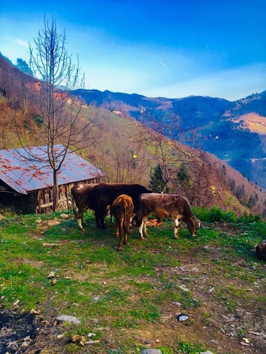 Yeşil Vadi Aile Piknik Tesisi Cemal Kayhan