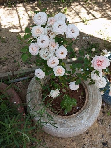 Fotoğraf 19