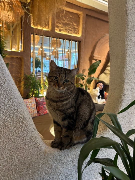 Yorum fotoğrafı 4