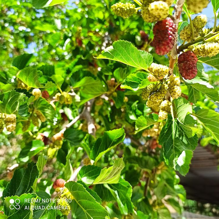 Fotoğraf 20