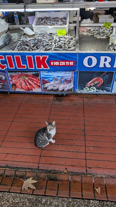 Yorum fotoğrafı 4