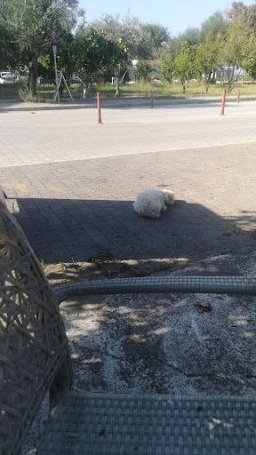 Yorum fotoğrafı 9