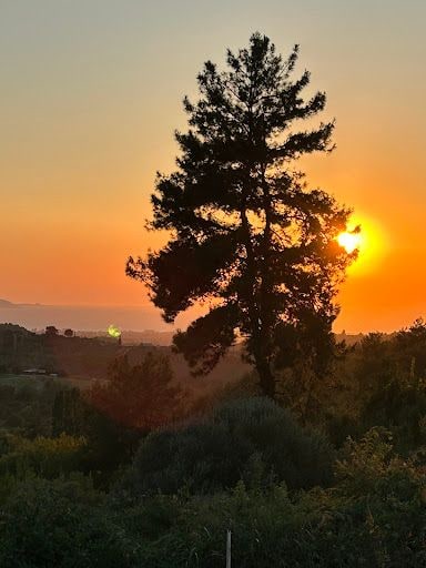Fotoğraf 19