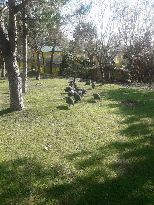 Fotoğraf 42