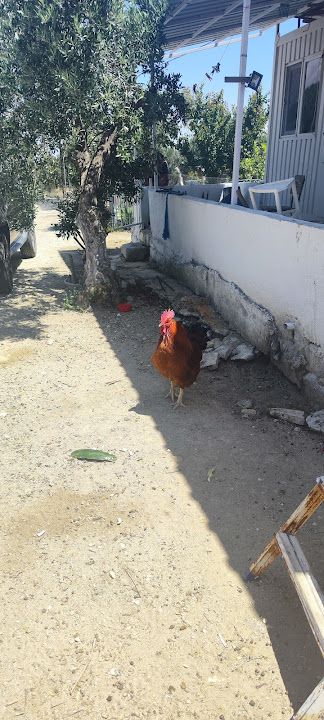 Yorum fotoğrafı 4