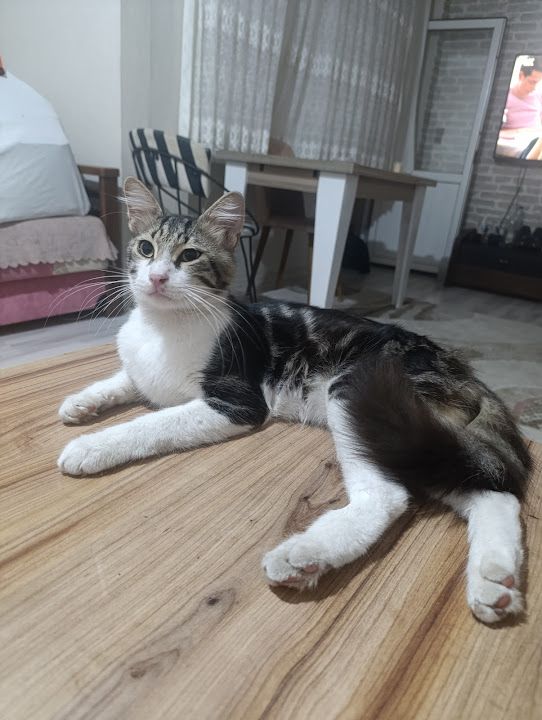 Yorum fotoğrafı 1