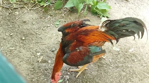 Yorum fotoğrafı 7