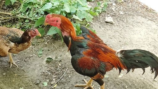 Yorum fotoğrafı 8