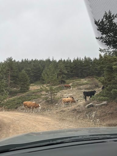 Yorum fotoğrafı 4