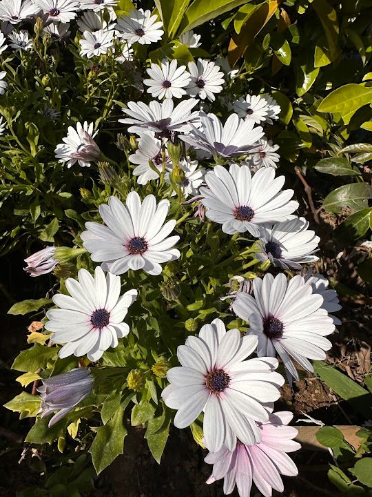 Fotoğraf 65